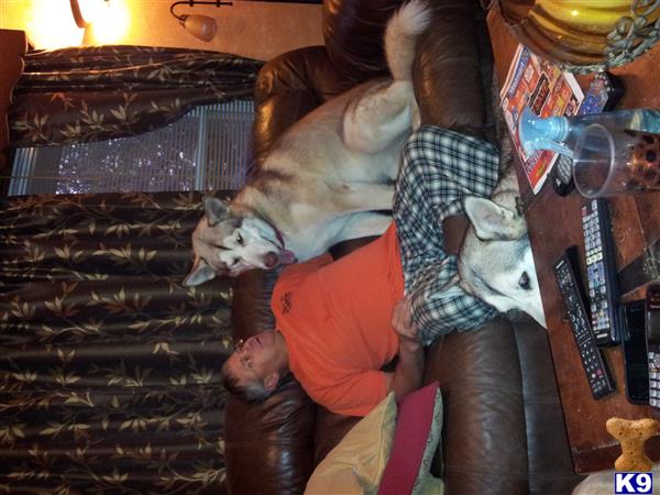 Alaskan Malamute stud dog